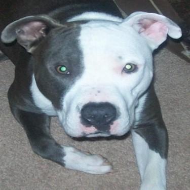 Midwests Gemma mate Spike Pit Bull.jpg